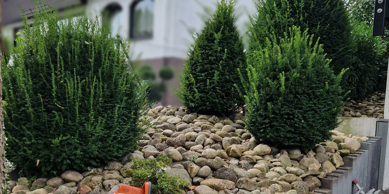 vefore (1) vefore (1)